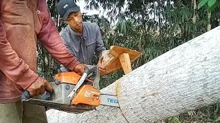 Cutting African trees to make wood