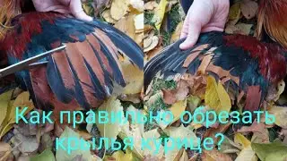 Как обрезать крылья курице? Как обрезать крылья, чтобы это было не заметно на курице!