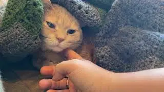 Cat receives chin scratches while in blanket, closes eyes in enjoyment.