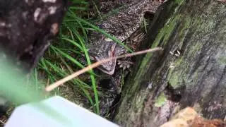 Bearded Dragon's In The Rain