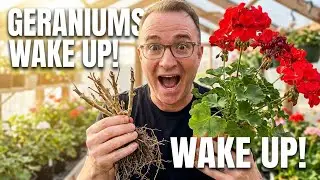 Bringing Geraniums Out From Winter Storage