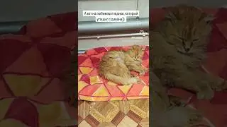 #котик