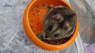 Cleaning My Hamsters Cage Timelapse