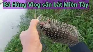 bẫy vua  chuột