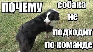 Команда КО МНЕ, почему собака игнорирует хозяина, сложности с подзывом - Дрессировка собак