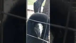 МУДРЕЙШИЙ ворон КАРКУША / Путешествие в Сказку