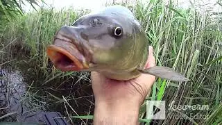 КАРПОВ Хотел Половить, а Клевали КАРАСИ!