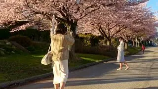 Ride 312 - It's Vancouver's cherry blossom season again.