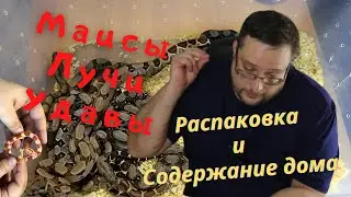 МАИСОВЫЙ И ЛУЧИСТЫЙ ПОЛОЗ. ИМПЕРАТОРСКИЙ УДАВ.  РАСПАКОВКА. СОДЕРЖАНИЕ ДОМА.