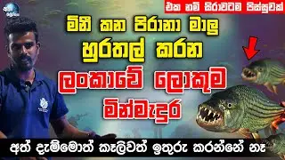 මිනී කන පිරානා මාලු හුරතල් කරන ලංකාවේ එකම මින්මැදුර - Pirana Fish in Sri Lanka