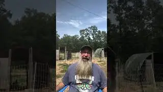 LIVE EGG CHECK! Chicken inbreeding in Arkansas with Bobblehead Homestead