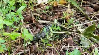Alpine crested newt (Triturus carnifex) or Italian crested newt - Part 2
