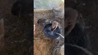 Ducky’s