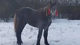 ЛОШАДИ🐎КОБЫЛКА СИВКА НА ПРОГУЛКЕ