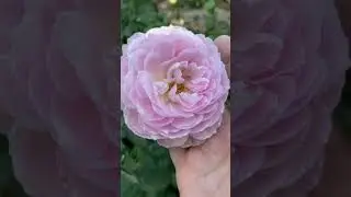 Эйншент Маринер, остинка🌸🌿🌸🌿🌸17 августа 24г🕊️