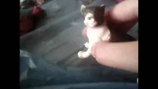 TOYS CATS: МАРФИУСУЛА, МЕЙН-КУН,КАРТУН-КЭТ И ВОДКА!(2021)