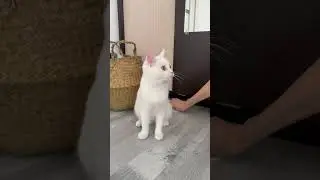 КОШКИ ПОШУТИЛИ НАД АЛЯСКОЙ💩?!