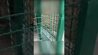 Шпиц и Макака #shorts