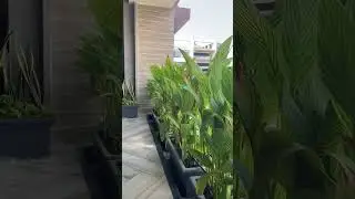Plant styling project in surat #greenproject #plantdecor #shorts