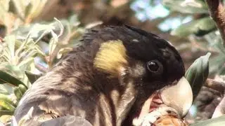 Up close with a Yellow-tailed Black-Cockatoo