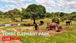 Tembe Elephant Park | Wildlife Live Stream