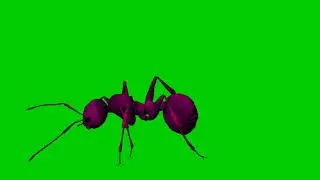 Ant Walking Animation Green Screen