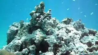 Joshua Rock diving