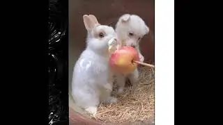 МАСИПУСЬКИ ХРУМКАЮТ ЯБЛОКО