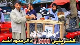 شاهد صحنه|برگشت دوباره، با کفترهای زور خانه|یک کفتر 2.500$ دالر سودا شد| Afghanistan Unique Pigeons