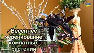 Один день заядлого цветочника. Март 2023