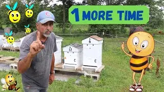 How To Requeen A Queenless Hive ( Aug 2020 )