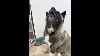Стрижки животных во Владивостоке. Стрижки кошек стрижки собак STYLISH TAIL