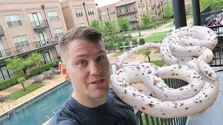 FedEx Disaster and Unboxing Het Palmetto Corn Snakes!!!