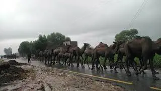 Large caravan of Camel | Camel Farming | Camel Going in Rain | Goat Life #camel #viralvideo #farming