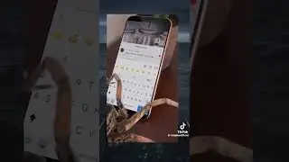 spider
