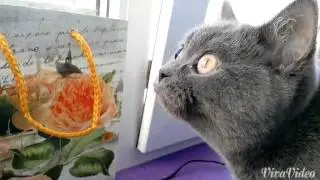 strange cat