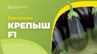 Баклажан КРЕПЫШ F1 | 