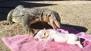 Lizard Swallows a Pig Whole  (Short Version)