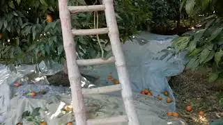 Orange harvesting (Kunar Afghanistan) video 3