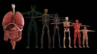 What is Fascia, and Why is it Important?