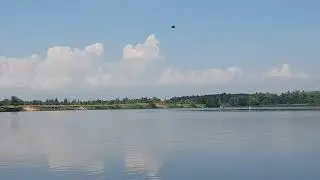Атаки орла на рыбу