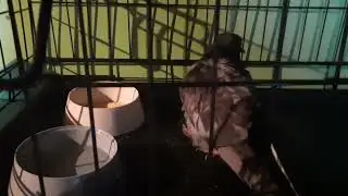 Нашла на улице,не смогла пройти мимо.Не знаю,выживет ли(