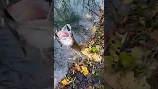 Очередная проверка поставушек на щуку.