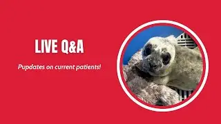 Live Q&A: Pudates on current patients
