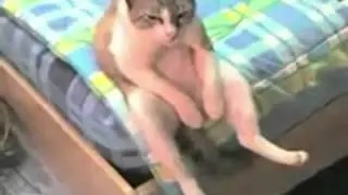 Кот быдло