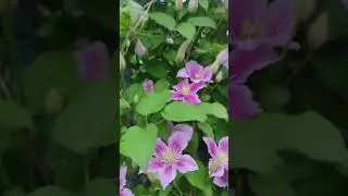 Клематисы большие и красивые -  как? - советы от Сидландии - 3seed.ru - семена и саженцы растений