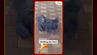 BEARing the Heat #bear #water #heat #play #enjoy #redfmbengaluru