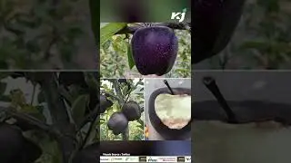 Rare Black Diamond Apples Hit Market at Rs 500 Each, Creating Buzz Among Fruit Enthusiasts