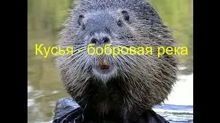 Кусья - бобровая река