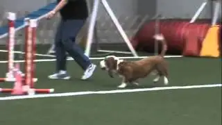 YABTC Agility June 2013 Bassett Hound